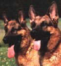 Sch�ferhundkopf